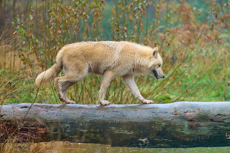 A wolf walks along a wet tree trunk in nature, Arctic wolf (Canis lupus arctos), Germany