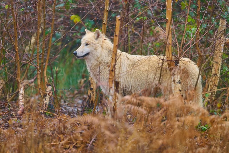A wolf stands in the forest between dry undergrowth, embedded in the autumn atmosphere, Arctic wolf (Canis lupus arctos), Germany