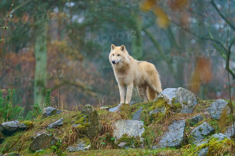 A wolf stands in the rain on a moss-covered rock in a forest scene, Arctic wolf (Canis lupus arctos), Germany