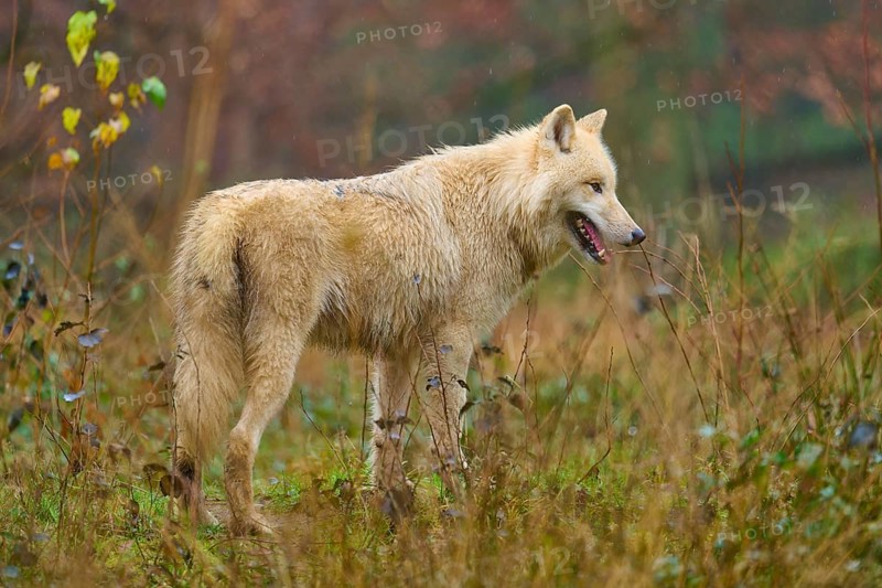 Wolf in profile looking at autumn grassland, Arctic wolf (Canis lupus arctos), Germany