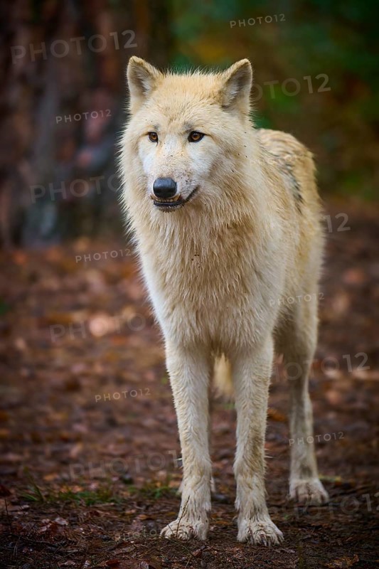 An attentive wolf stands on leafy ground in autumn forest, Arctic wolf (Canis lupus arctos), Germany