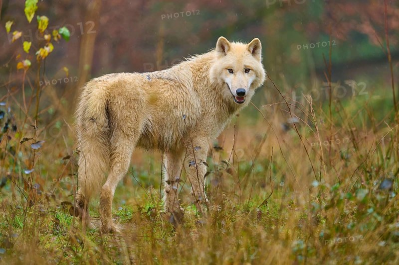 Wolf turns round in grassy forest landscape, Arctic wolf (Canis lupus arctos), Germany