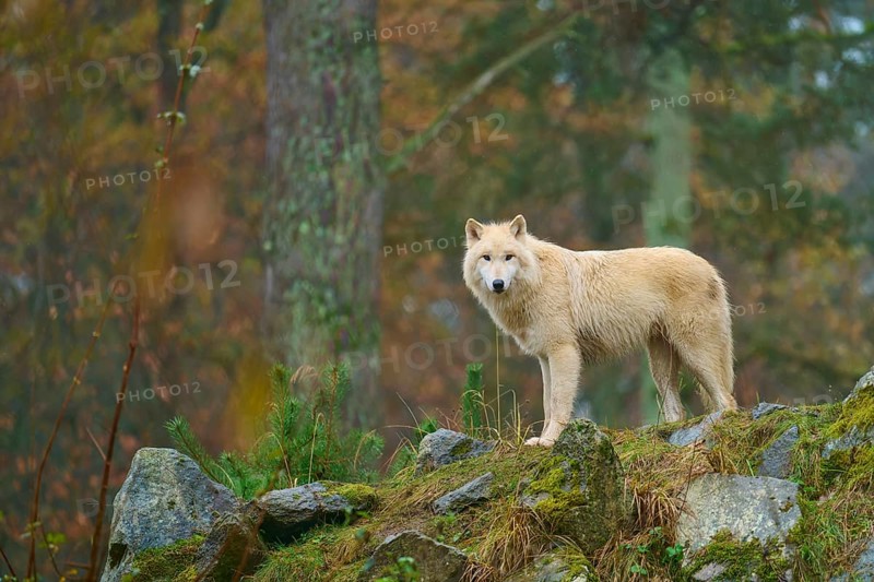Wolf standing majestically in the rain on rocks in a misty forest, Arctic wolf (Canis lupus arctos), Germany