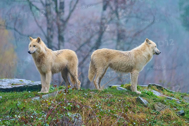 Two wolves standing back to back in the rain, embedded in an autumnal forest landscape, Arctic wolf (Canis lupus arctos), Germany