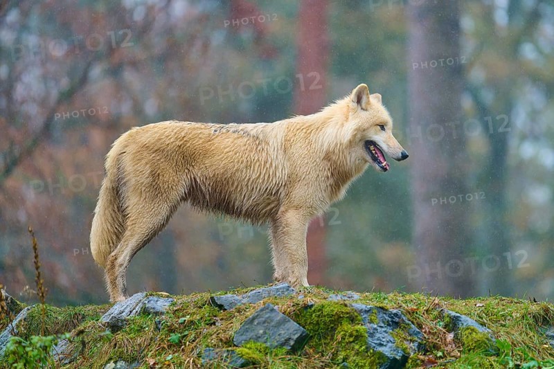A wolf stands confidently in the rain on a moss-covered rock in the forest, Arctic wolf (Canis lupus arctos), Germany