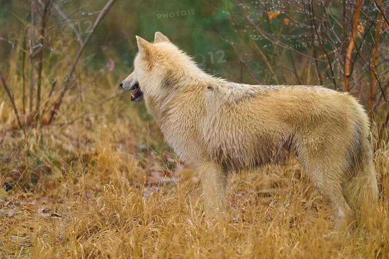 A single wolf standing sideways in the grass, surrounded by autumn vegetation, Arctic wolf (Canis lupus arctos), Germany