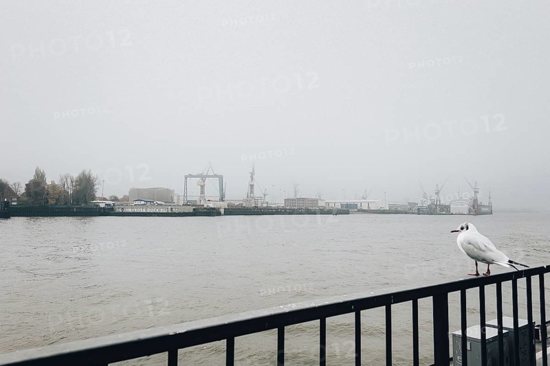 Cloudy morning mood with seagull at the piers, St. Pauli, Hamburg, Germany