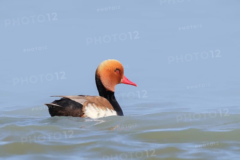Red-crested pochard (Netta rufina), male, swimming in water, wildlife, animals, duck, Ziggsee, Lake Neusiedl National Park, Seewinkel, Burgenland, Austria