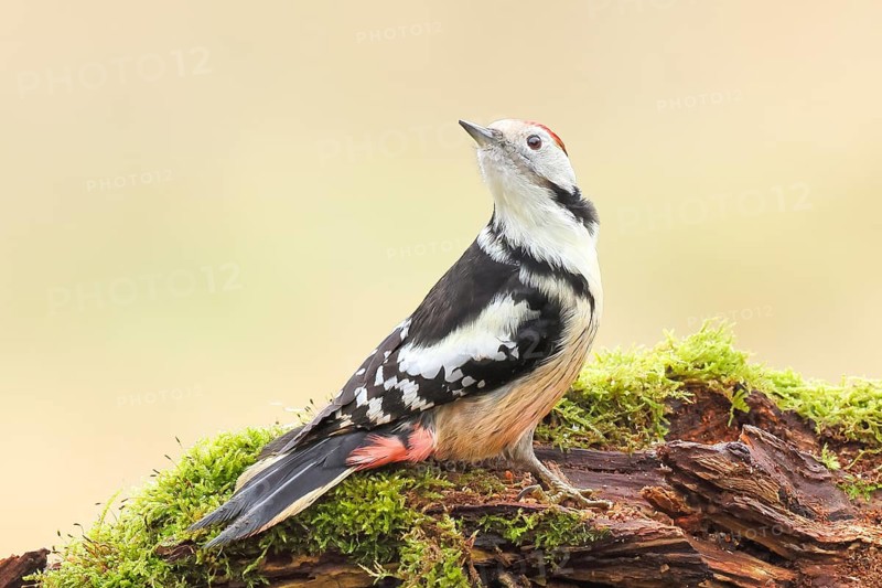 Middle spotted woodpecker (Dendrocopos medius), male sitting on an old branch overgrown with moss, Wildlife, Animals, Birds, Woodpeckers, Siegerland, North Rhine-Westphalia, Germany