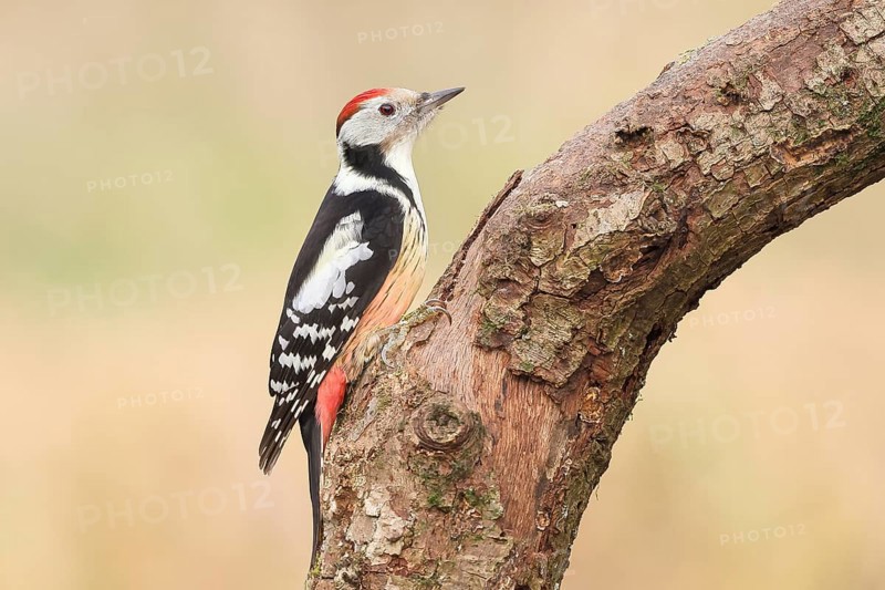 Middle spotted woodpecker (Dendrocopos medius), male sitting on an old branch, wildlife, animals, birds, woodpeckers, Siegerland, North Rhine-Westphalia, Germany