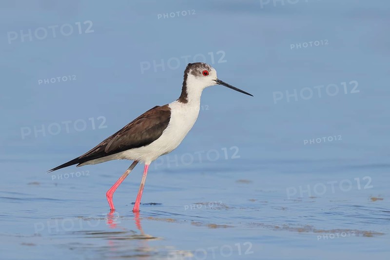 Black-winged Stilt (Himantopus himantopus) standing in shallow water, wildlife, nature photography, birds, gulls, Apetlon, Lake Neusiedl National Park, Seewinkel, Burgenland, Austria