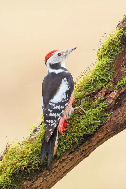 Middle spotted woodpecker (Dendrocopos medius), male sitting on an old branch overgrown with moss, Wildlife, Animals, Birds, Woodpeckers, Siegerland, North Rhine-Westphalia, Germany