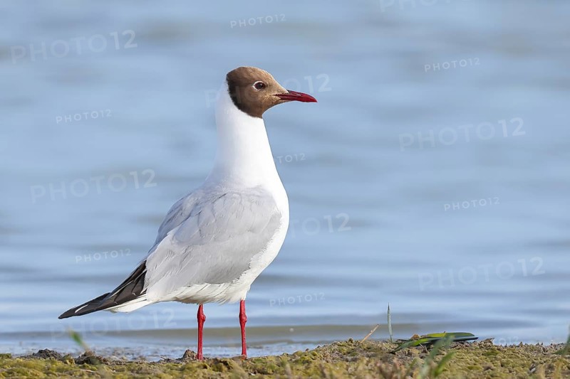 Black-headed Black-headed Gull (Larus ridibundus) standing on the shore, wildlife, nature photography, birds, gulls, Apetlon, Lake Neusiedl National Park, Seewinkel, Burgenland, Austria