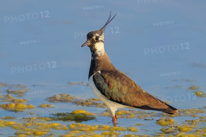 Lapwing (Vanellus vanellus) standing in shallow water, wildlife, nature photography, birds, gulls, Apetlon, Lake Neusiedl National Park, Seewinkel, Burgenland, Austria