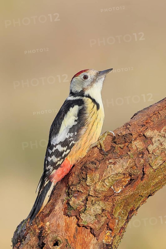 Middle spotted woodpecker (Dendrocopos medius), male sitting on an old branch, wildlife, animals, birds, woodpeckers, Siegerland, North Rhine-Westphalia, Germany
