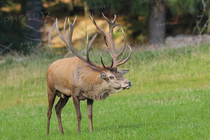 Red deer (Cervus elaphus) capital stag in a forest clearing during the rutting season, wildlife, mammal, Forsthaus Hohenroth am Rothaarsteig, Siegen-Wittgenstein, North Rhine-Westphalia, Germany
