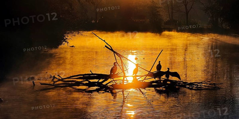 Atmospheric sunrise over the Lippe river in autumn with cormorants, Lippeaue, Lippstadt, North Rhine-Westphalia, Germany