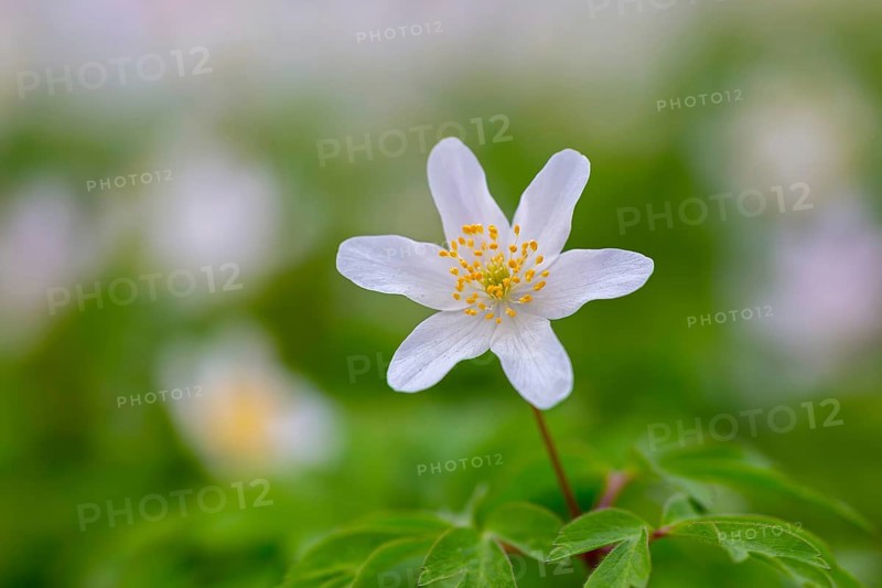 Wood anemone / European thimbleweed (Anemone nemorosa) close-up of white flower showing yellow stamen blooming in spring forest