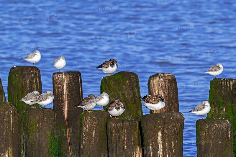 Sanderlings, ruddy turnstones and purple sandpiper in winter plumage resting on wooden breakwater, high tide refuge during flooding in late autumn