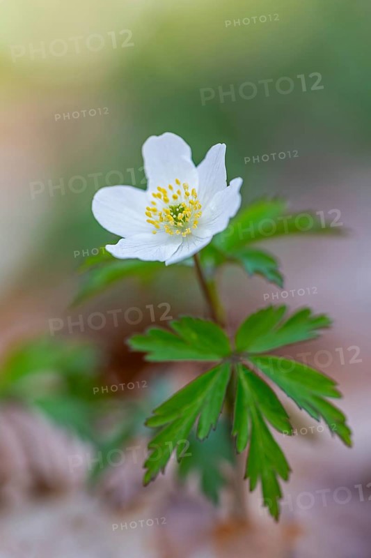 Wood anemone / European thimbleweed (Anemone nemorosa) close-up of white flower showing yellow stamen blooming in spring forest