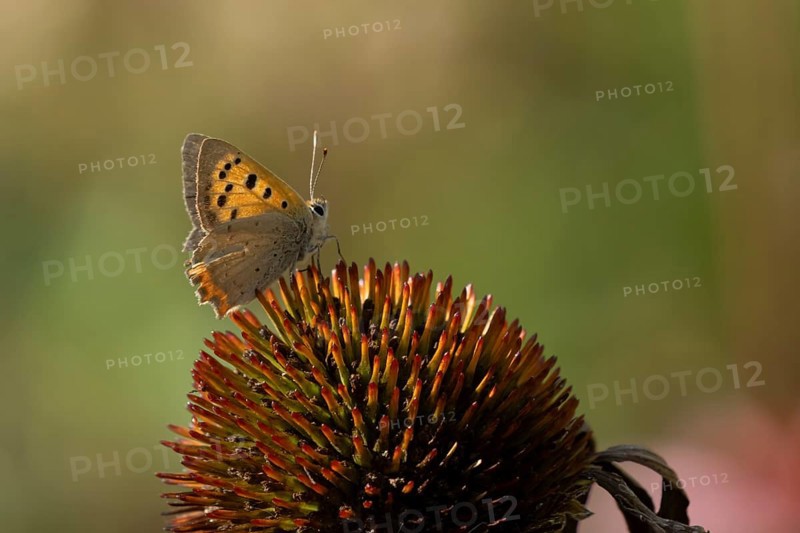 Small copper butterfly (Lycaena phlaeas) adult insect on a Coneflower (Echinacea purpurea) plant flower in summer, England, United Kingdom