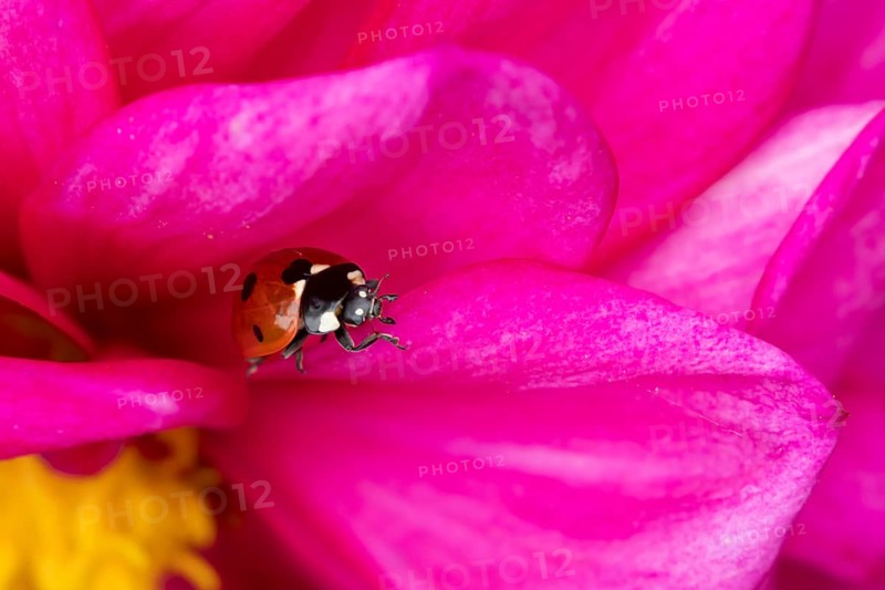 Seven-spot ladybird (Coccinella septempunctata) adult insect on a garden Dahlia flower in summer, England, United Kingdom