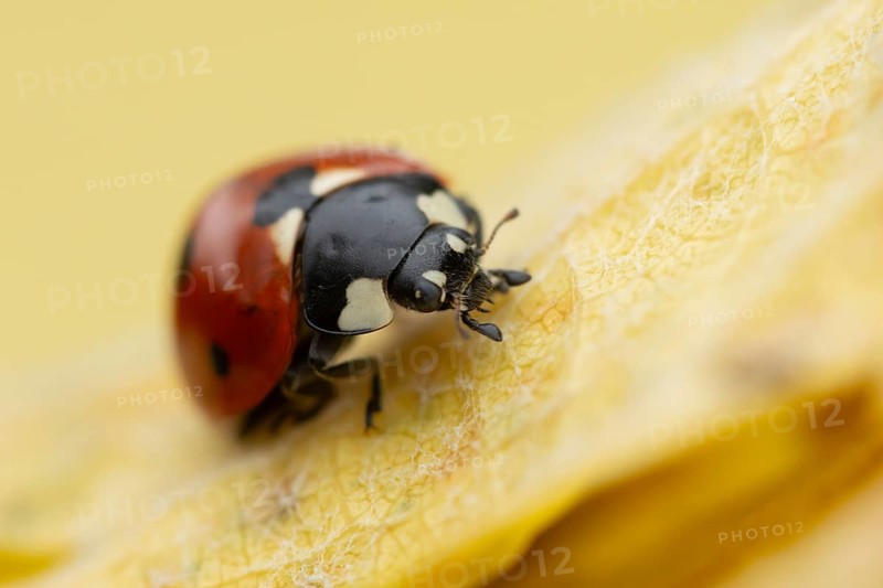 Seven-spot ladybird (Coccinella septempunctata) adult insect on a fallen yellow tree leaf in autumn, England, United Kingdom