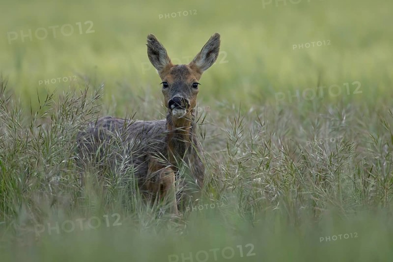 Roe deer (Capreolus capreolus) adult animal female doe in a farmland cereal field in summer, England, United Kingdom