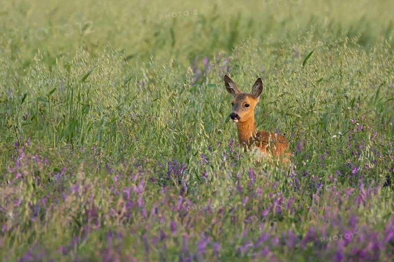Roe deer (Capreolus capreolus) adult animal female doe in a farmland cereal field with purple vetch flowers in summer, England, United Kingdom