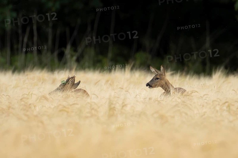 Roe deer (Capreolus capreolus) adult male roebuck and female doe two animals in a farmland barley field in summer, England, United Kingdom