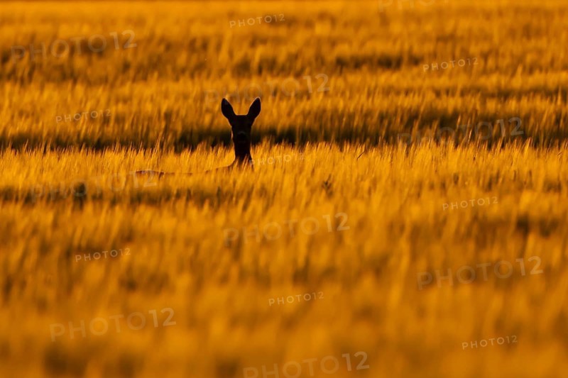 Roe deer (Capreolus capreolus) silhouette of an adult animal female doe in a farmland barley field in summer at sunset, England, United Kingdom