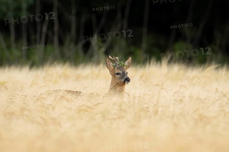 Roe deer (Capreolus capreolus) adult animal male roebuck in a farmland barley field in summer, England, United Kingdom