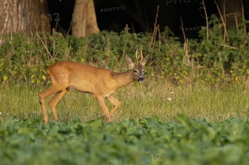 Roe deer (Capreolus capreolus) adult animal male roebuck on the edge of a farmland sugarbeet field in summer, England, United Kingdom