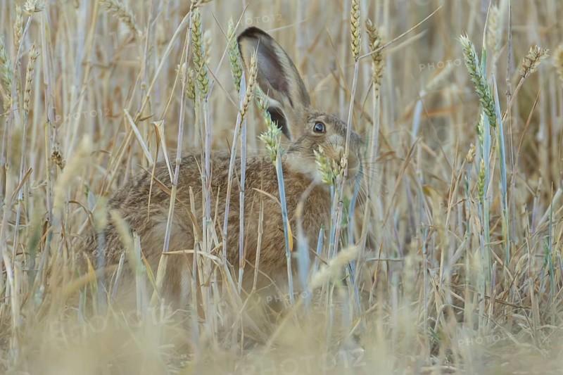 European brown hare (Lepus europaeus) adult animal feeding on a wheat sheath in a farmland field in summer, England, United Kingdom