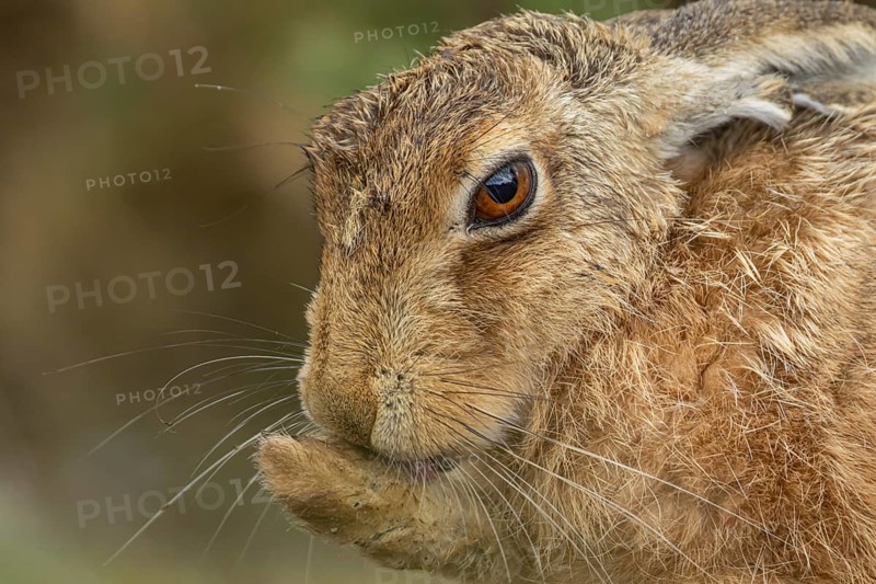 European brown hare (Lepus europaeus) adult animal washing its foot, England, United Kingdom