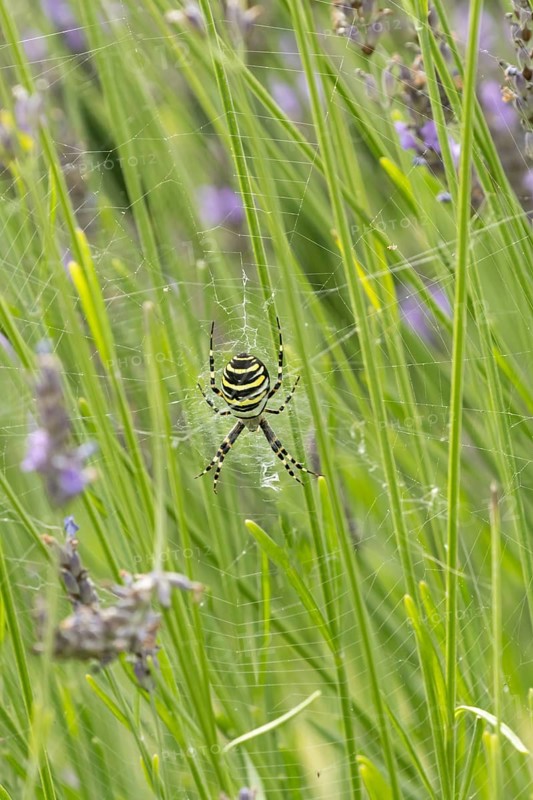 Wasp spider (Argiope bruennichi) adult in its web amongst lavender plants in the summer, England, United Kingdom