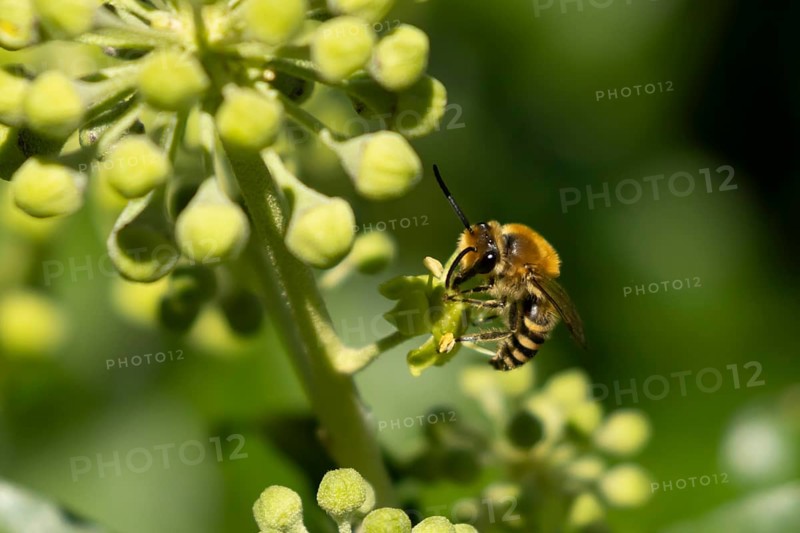 Ivy bee (Colletes hederae) adult insect feeding on Ivy flowers in the summer, England, United Kingdom