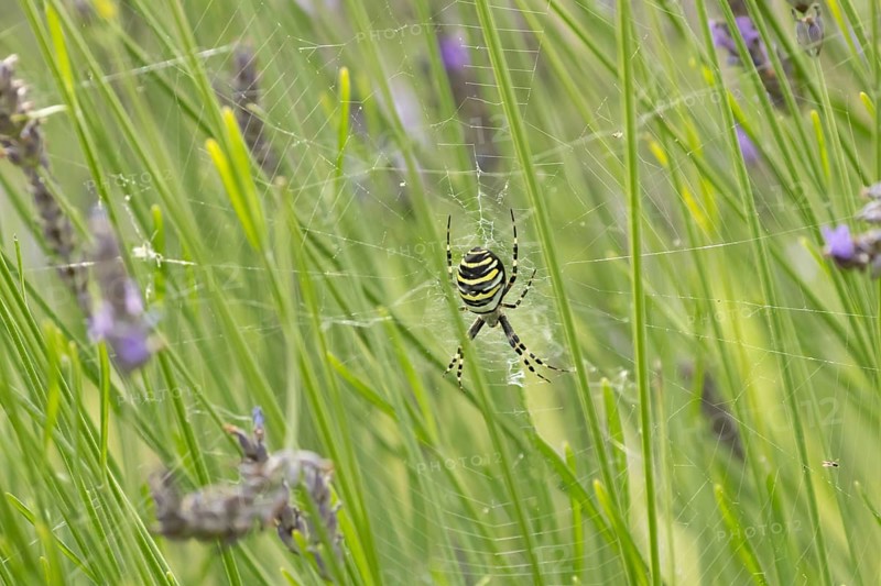 Wasp spider (Argiope bruennichi) adult in its web amongst lavender plants in the summer, England, United Kingdom