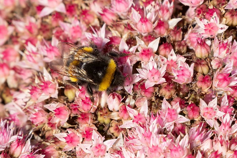 Garden bumblebee (Bombus hortorum) adult bee insect feeding on garden Sedum flowers in the summer, England, United Kingdom
