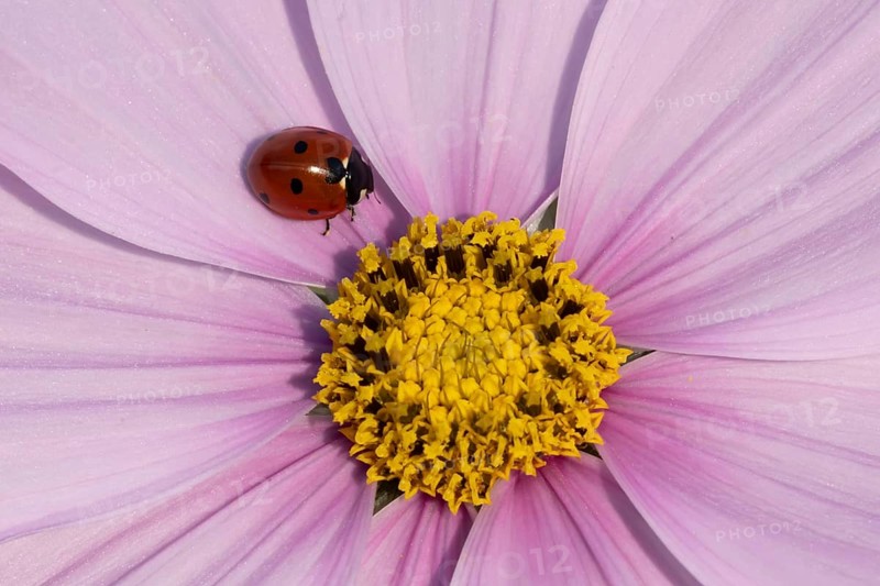 Seven-spot ladybird (Coccinella septempunctata) adult insect on a garden Cosmos flower in summer, England, United Kingdom