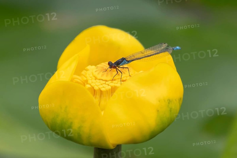 Red eyed damselfly (Erythromma najas) adult insect on a yellow water lily flower in a garden pond in the summer, England, United Kingdom