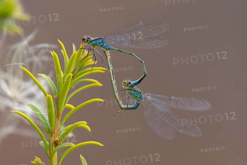Red eyed damselfly (Erythromma najas) two adult insects mating on a Yew tree leaf in the summer, England, United Kingdom