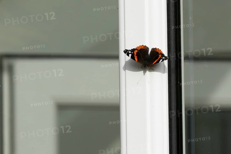Red admiral butterfly (Vanessa atalanta) adult insect resting on an urban house conservatory window frame in the summer, England, United Kingdom