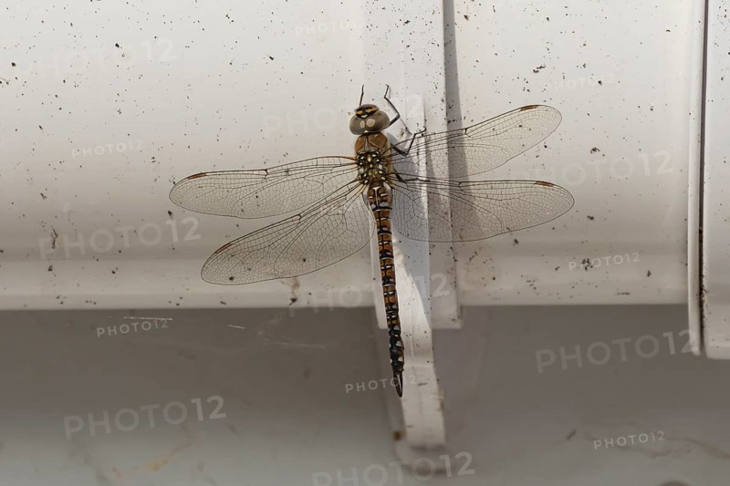 Migrant hawker dragonfly (Aeshna mixta) adult insect resting on a house gutter in the summer, England, United Kingdom
