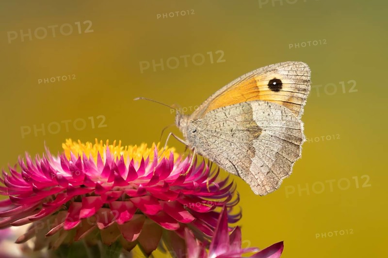 Meadow brown butterfly (Maniola jurtina) adult insect feeding on a garden Strawflower flower in the summer, England, United Kingdom