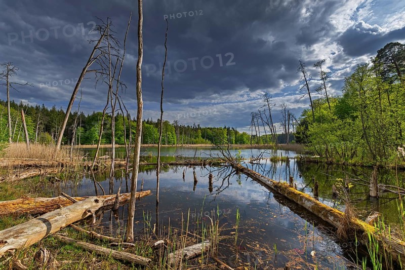 Schweingartensee in spring, lake in the Serrahn Hills, Serrahner Berge, Mecklenburgische Seenplatte district in Mecklenburg-Vorpommern, Germany