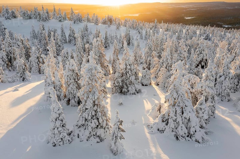 Aerial view over snow covered spruce trees on the taiga at sunset in winter, Riisitunturi National Park, Finnish Lapland, Posio, Koillismaa, Finland