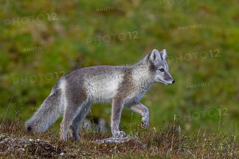 Arctic fox, polar fox (Vulpes lagopus) in summer coat foraging on the tundra, Svalbard, Spitsbergen, Norway