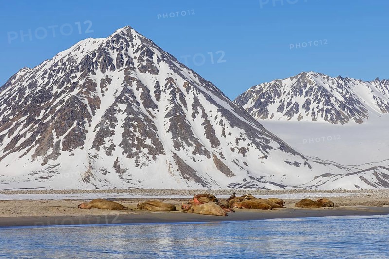 Atlantic walruses (Odobenus rosmarus) colony resting at terrestrial haulout, haul-out on beach along the coast of Svalbard, Spitsbergen in summer