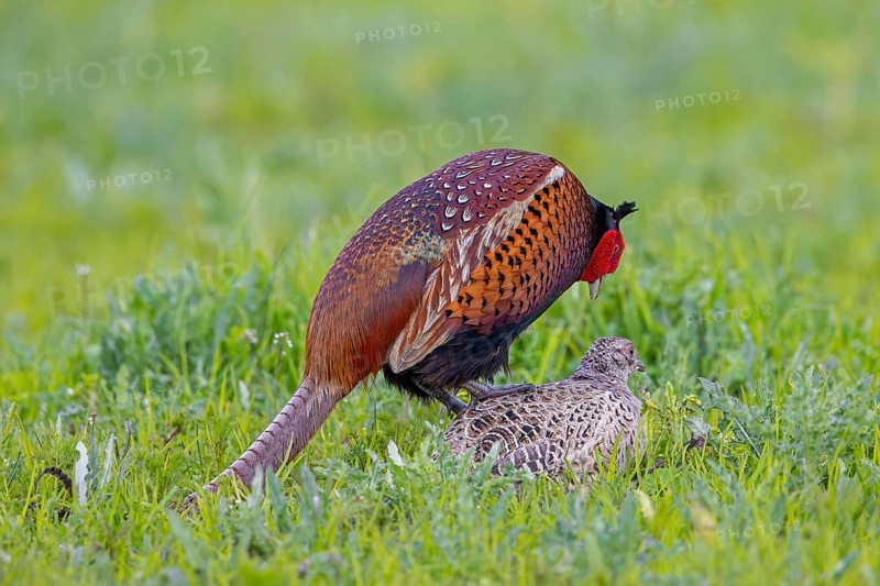 Common pheasant (Phasianus colchicus) male, cock mating with female, hen in field during the breeding season in spring